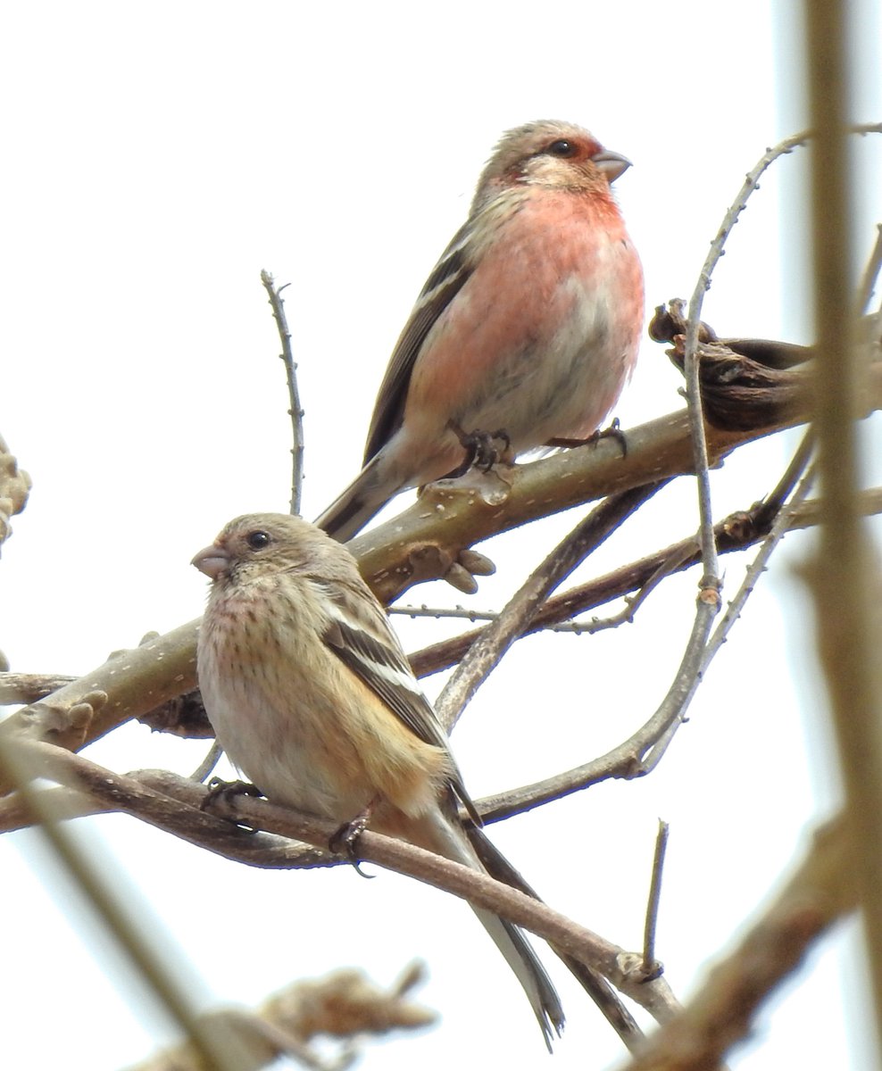 かまだけいご tweet media