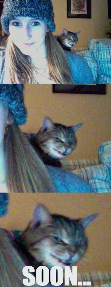 No Cats No Life tweet media