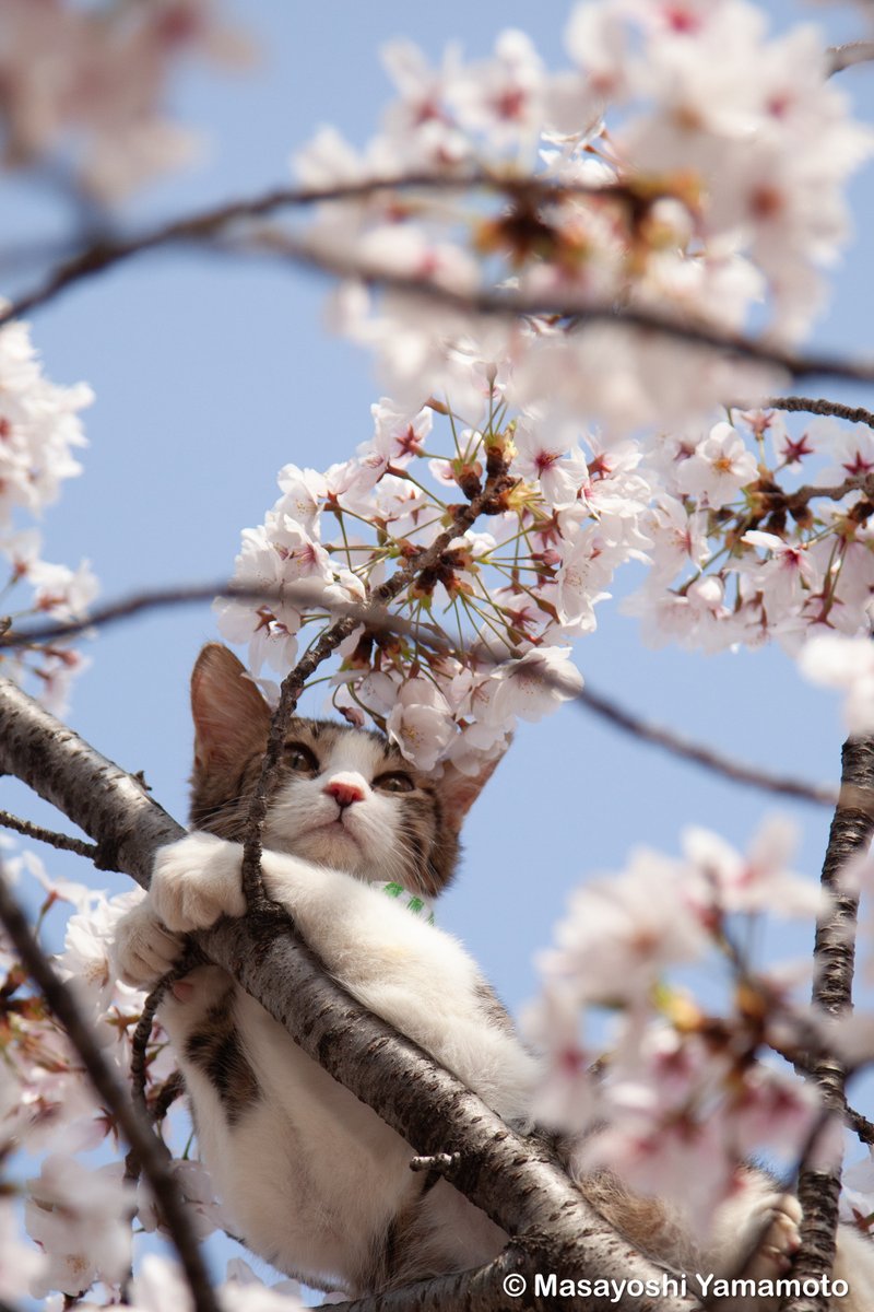︎山本 正義 (Masayoshi Yamamoto)立ち猫®︎ tweet media