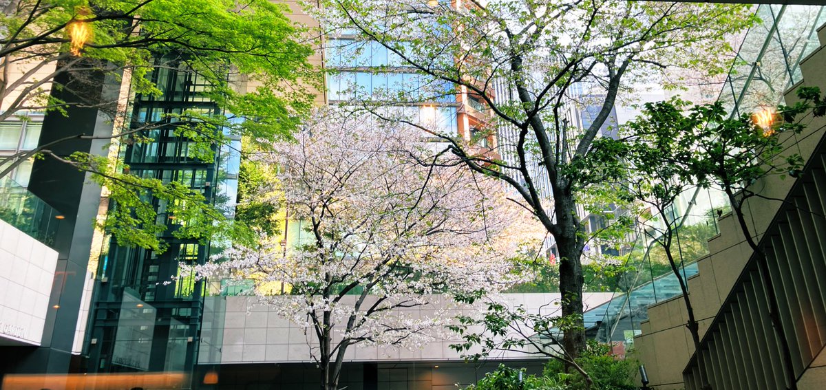 東京桜まだ間に合った‼️‼️
