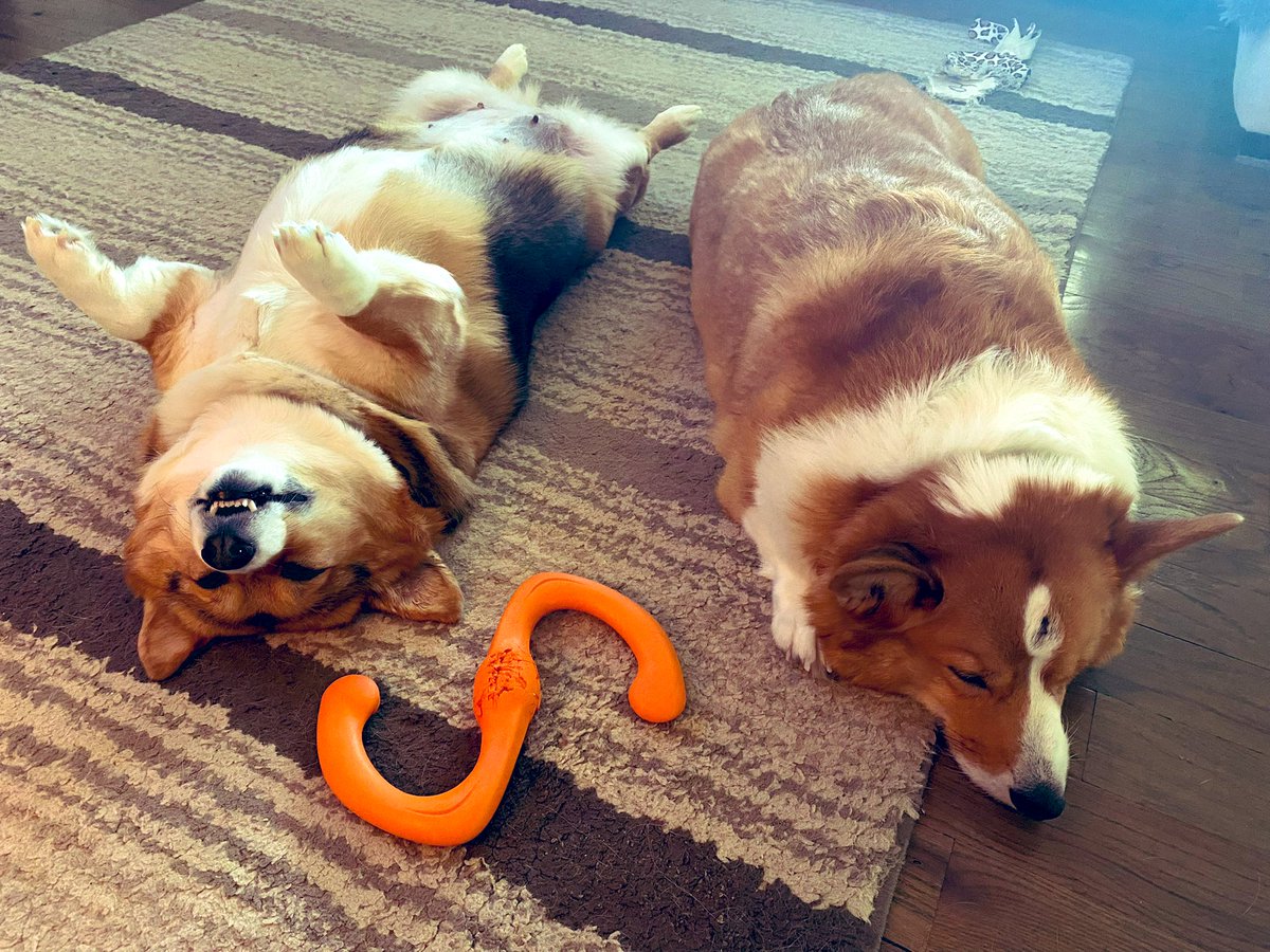 The🐰FOO tweet media