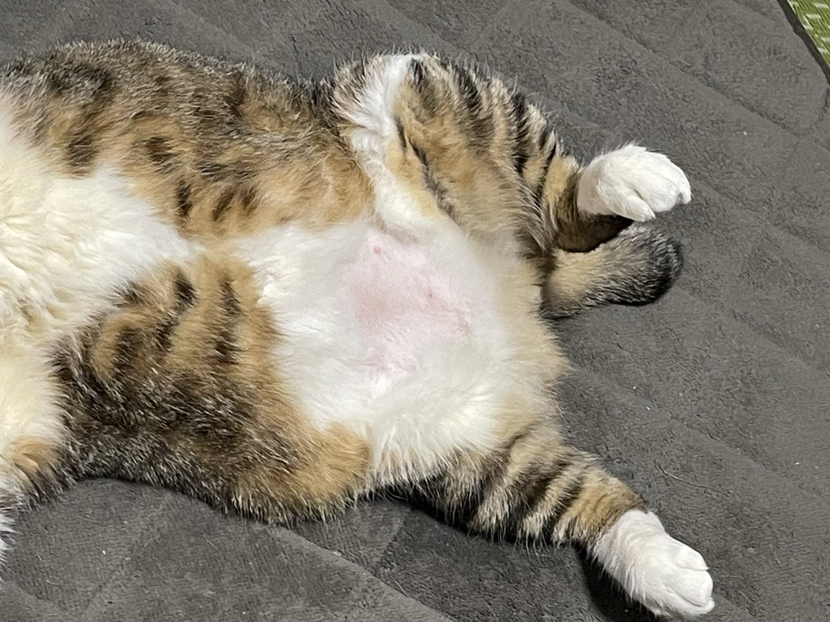 sugisan2's tweet photo. ちょ！！来週、定期検診(飼い主)なのに体重がMAXに近いくらい増えてたー！！なぜに！？そんなに食べてないのに！だから、最近腰痛かったのかな。やばいー！！痩せねば！
飼い主に似たのか飼い猫が似たのか🐱
#猫好きさんと繋がりたい #猫のいる暮らし #猫のいる生活 #保護猫 #ぽっちゃり猫 #巨大猫 https://t.co/bbUXG8AFdz