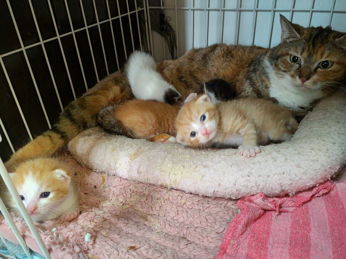 猫吉(にゃんきち) tweet media