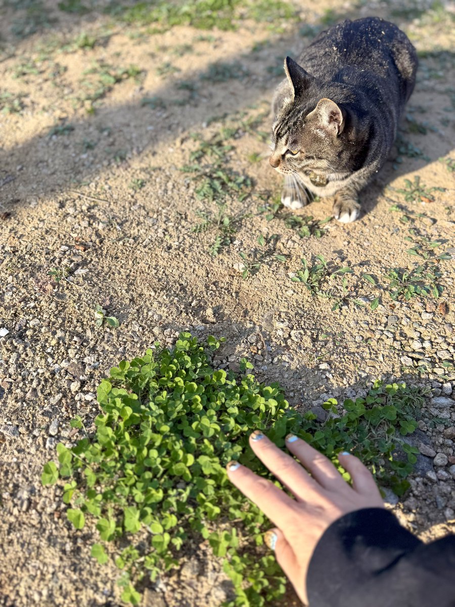 pansy garden🌸 tweet media