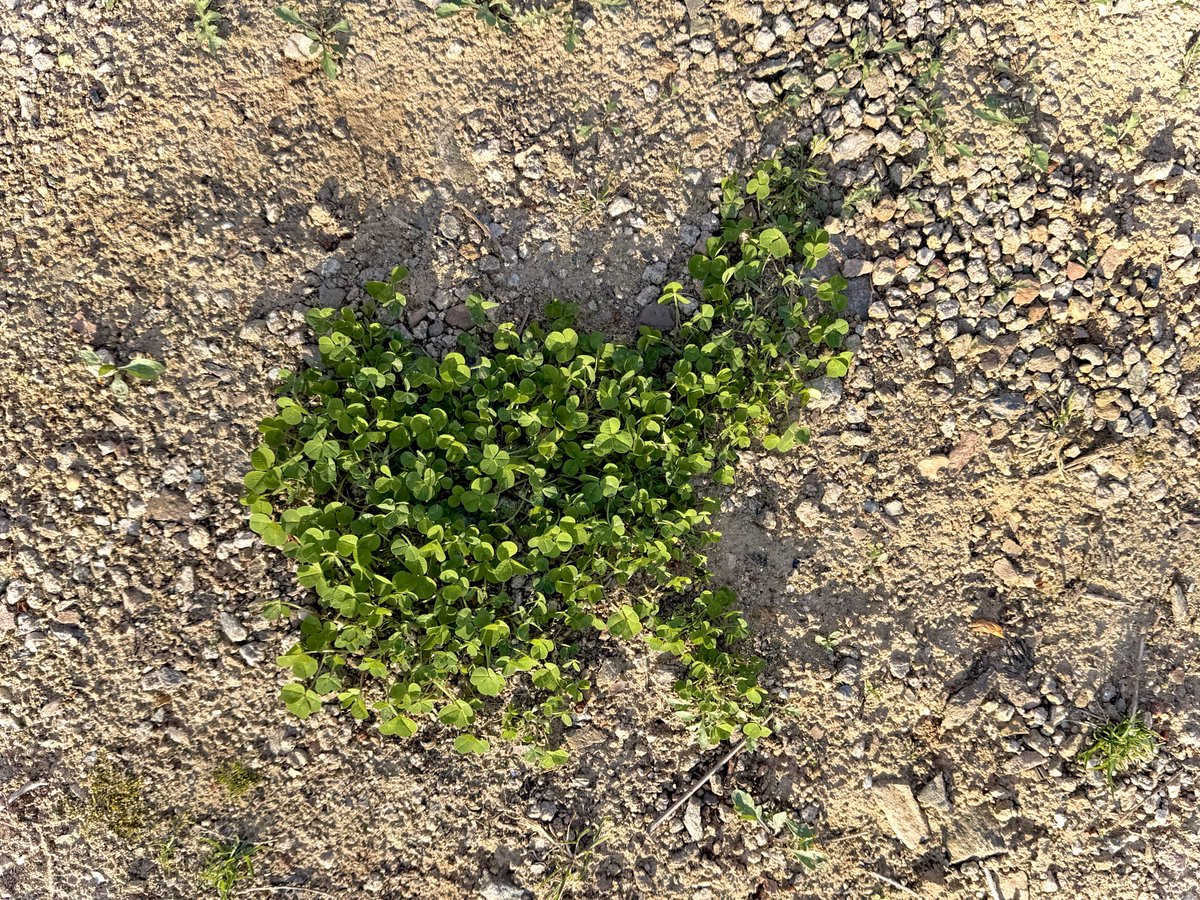 pansy garden🌸 tweet media