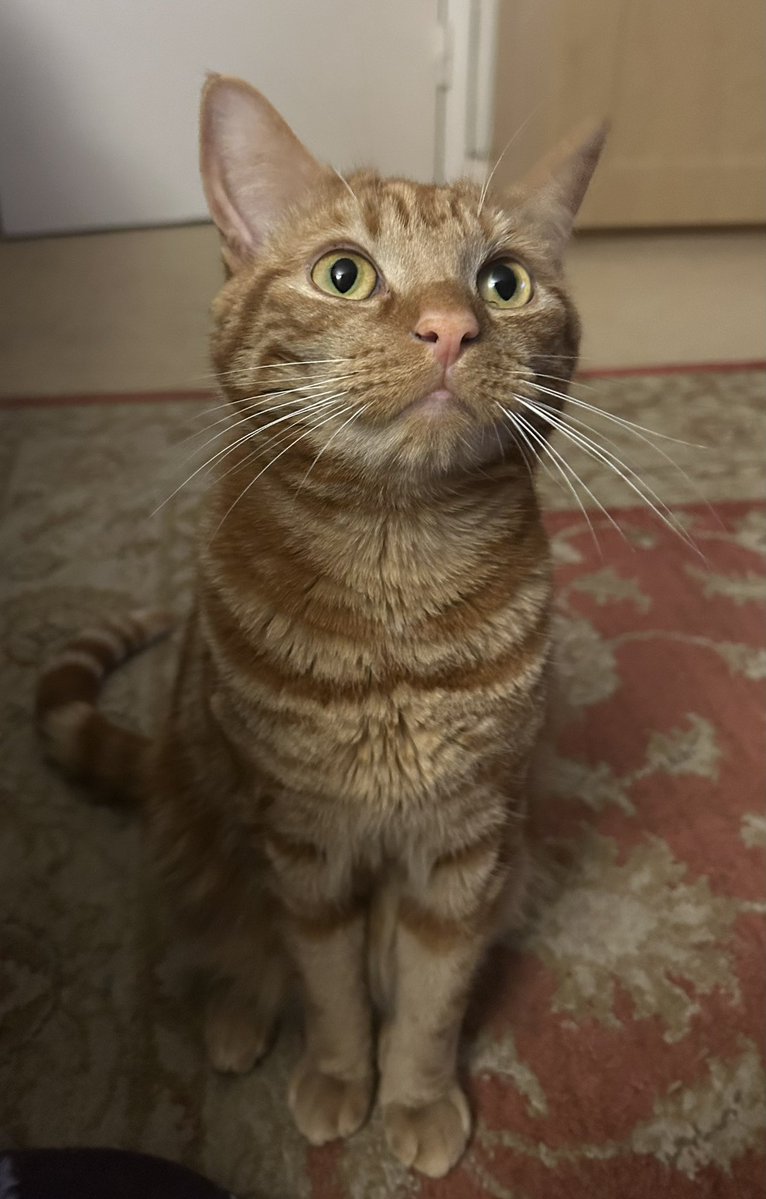 D.V. Catt tweet media