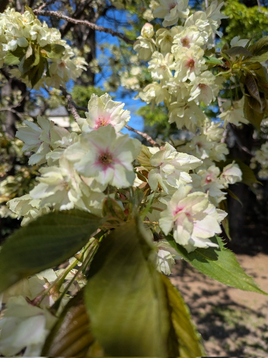 tokumarutenjin's tweet photo. 4/9　ウコン桜の咲き誇る中、末社出羽三山神社例祭を執り行いました。 https://t.co/AS853sivc1