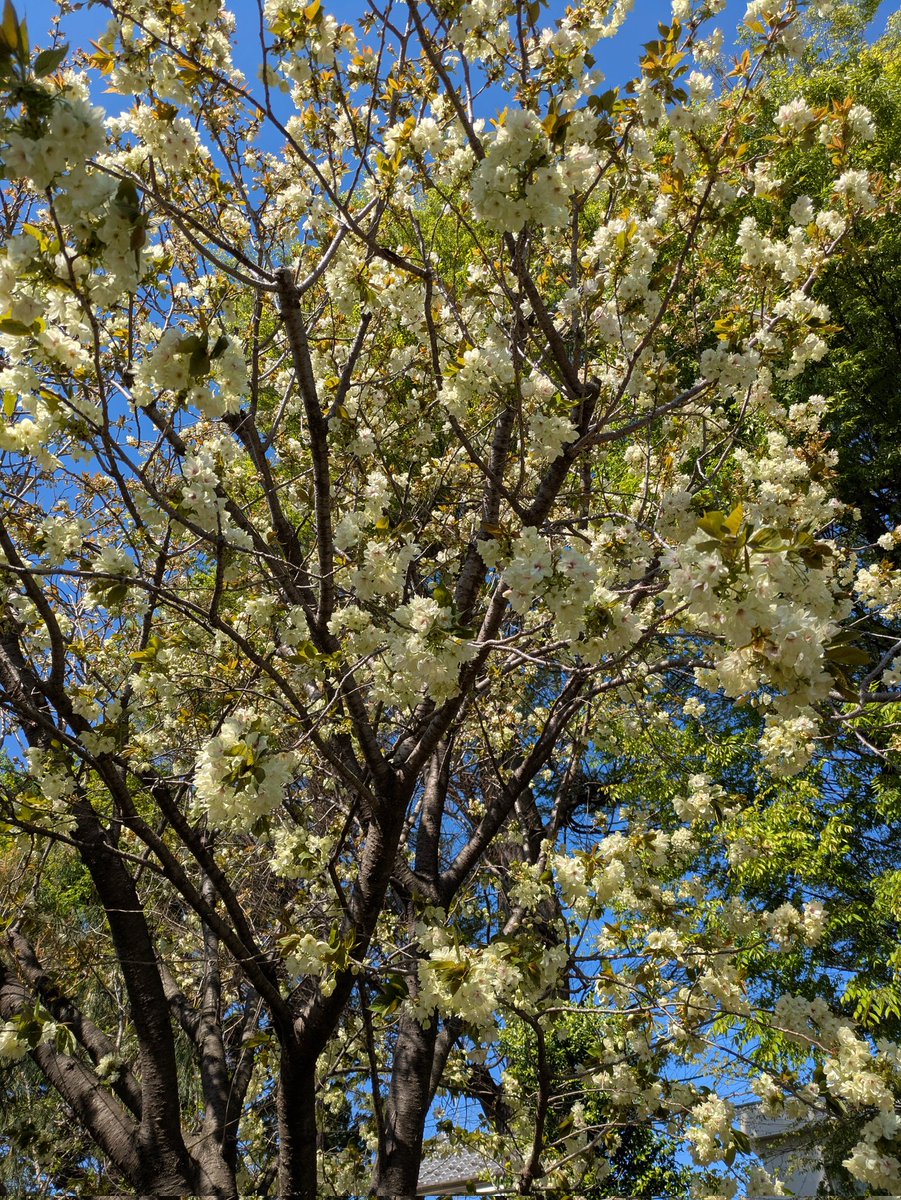 tokumarutenjin's tweet photo. 4/9　ウコン桜の咲き誇る中、末社出羽三山神社例祭を執り行いました。 https://t.co/AS853sivc1