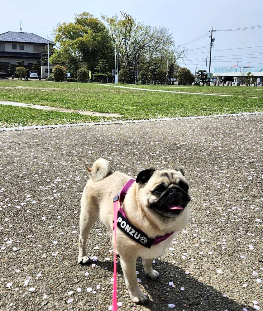 おはようございます。パグのぽんず