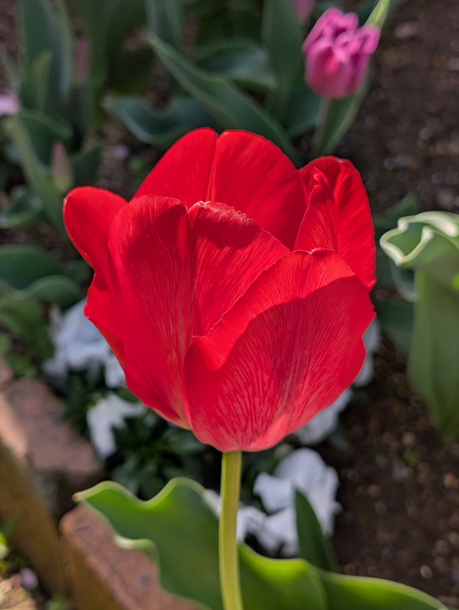 happa🌱 tweet media