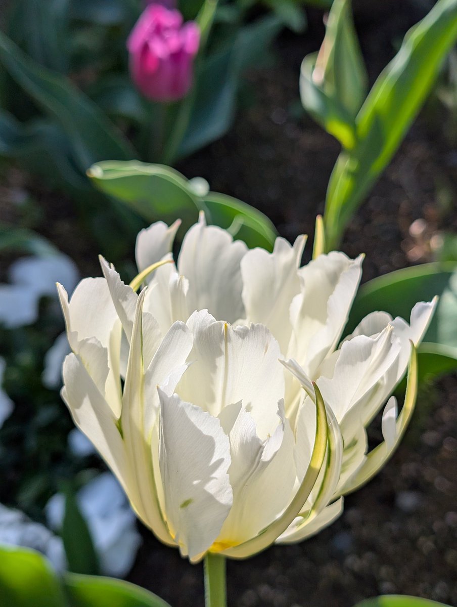 happa🌱 tweet media