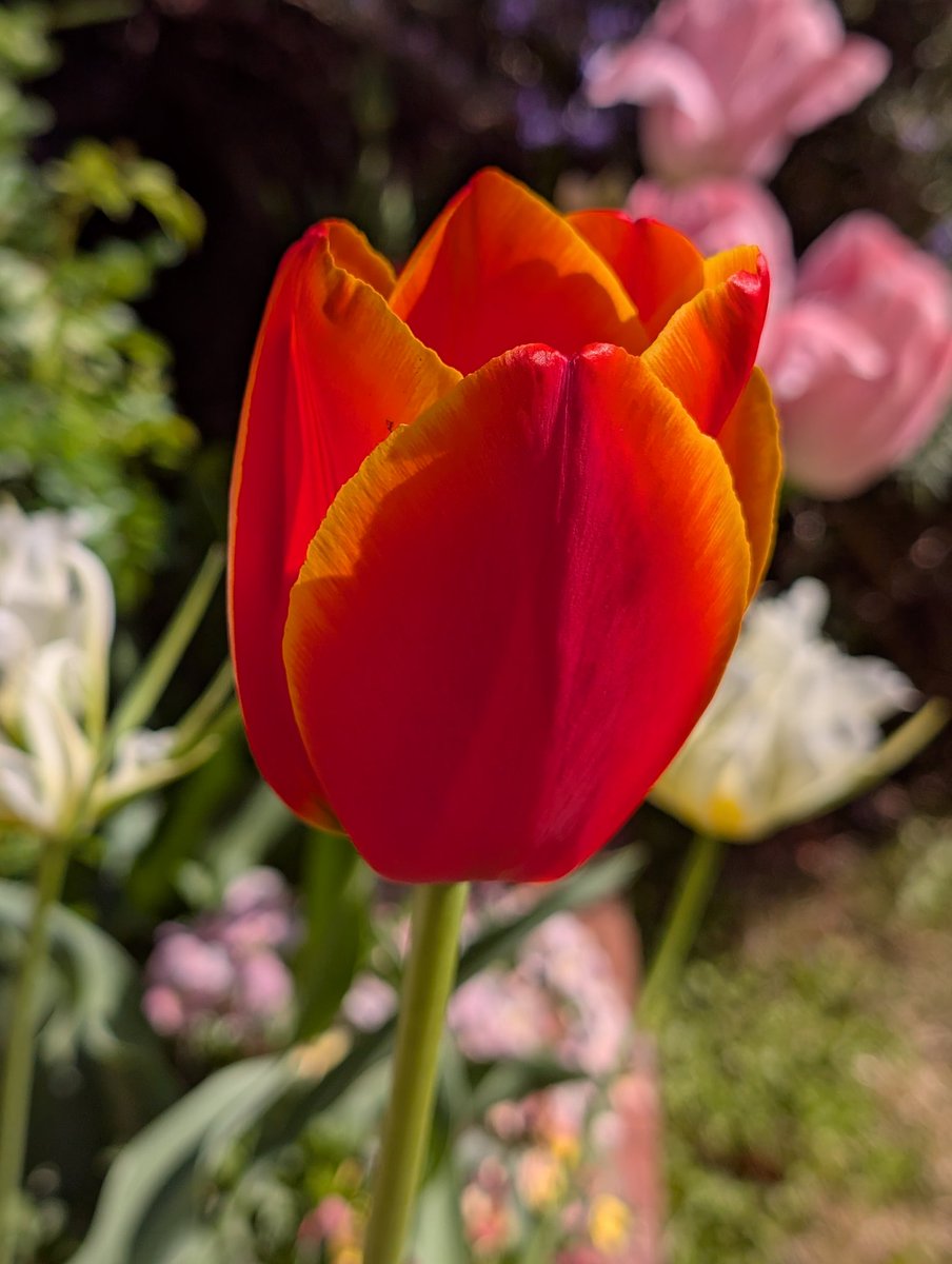 happa🌱 tweet media