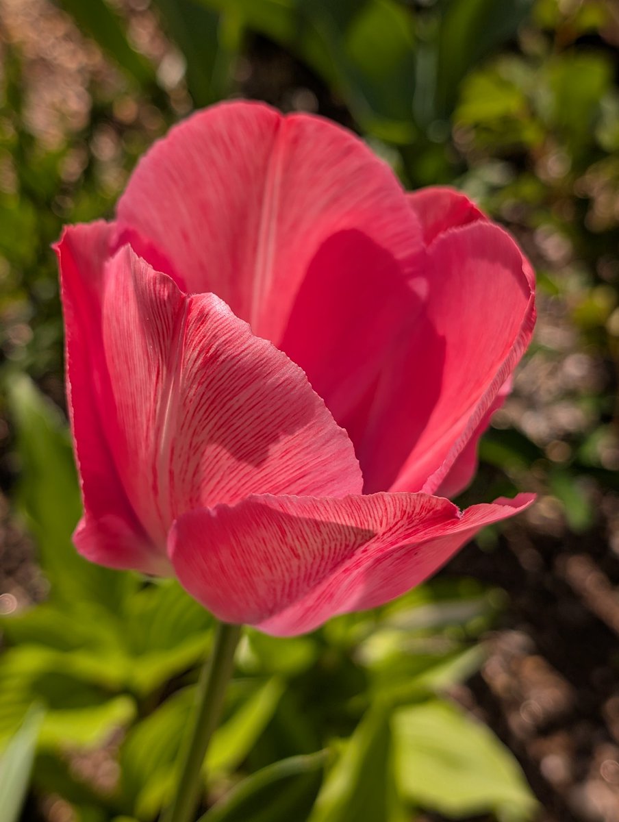 happa🌱 tweet media