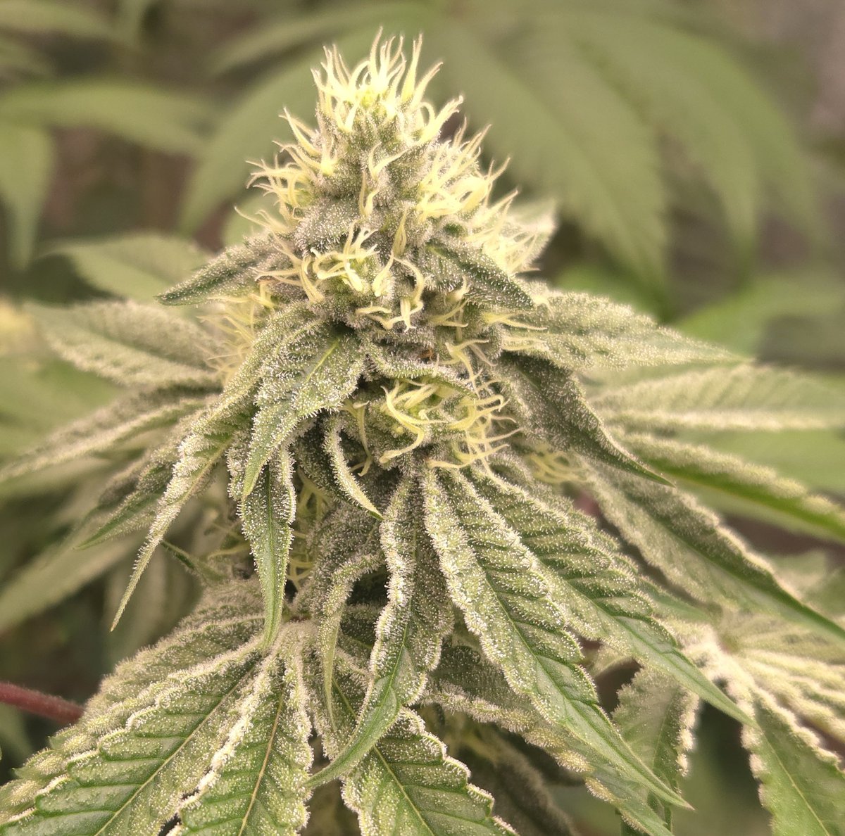 @kclightup tweet media