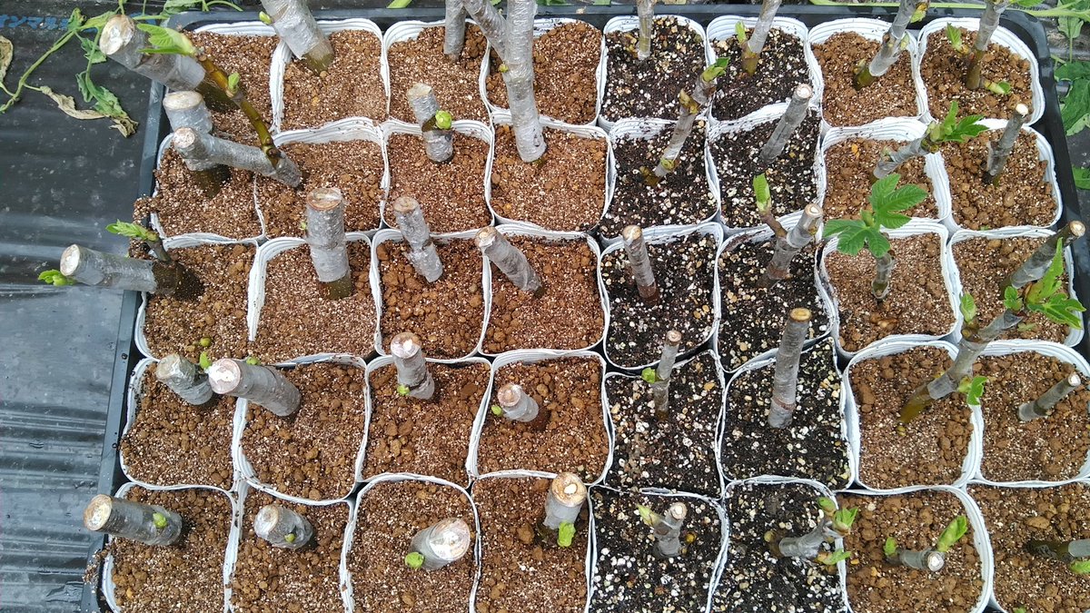 かむろ tweet media