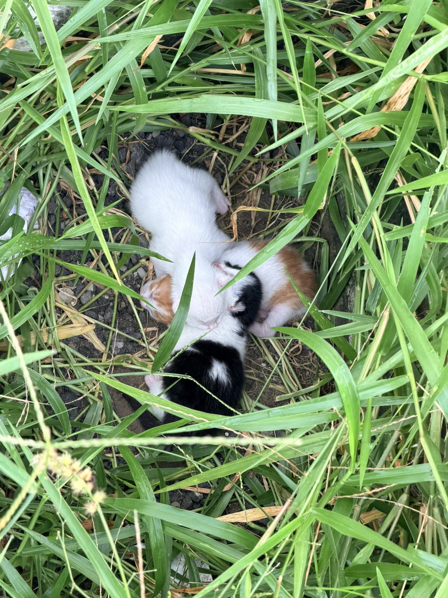 astonishment and joy tweet media