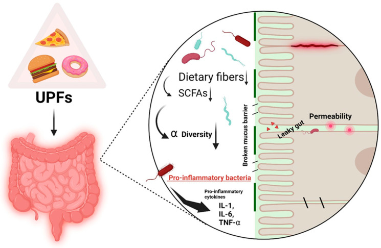 Ultra-processed food is DESTROYING your gut from the inside out.

A 2025 review published in "Nutrients" found that:

UPFs are associated with -

1. Decreased microbial diversity
2. An increase in pro-inflammatory microorganisms
3. Lower levels of beneficial bacteria like