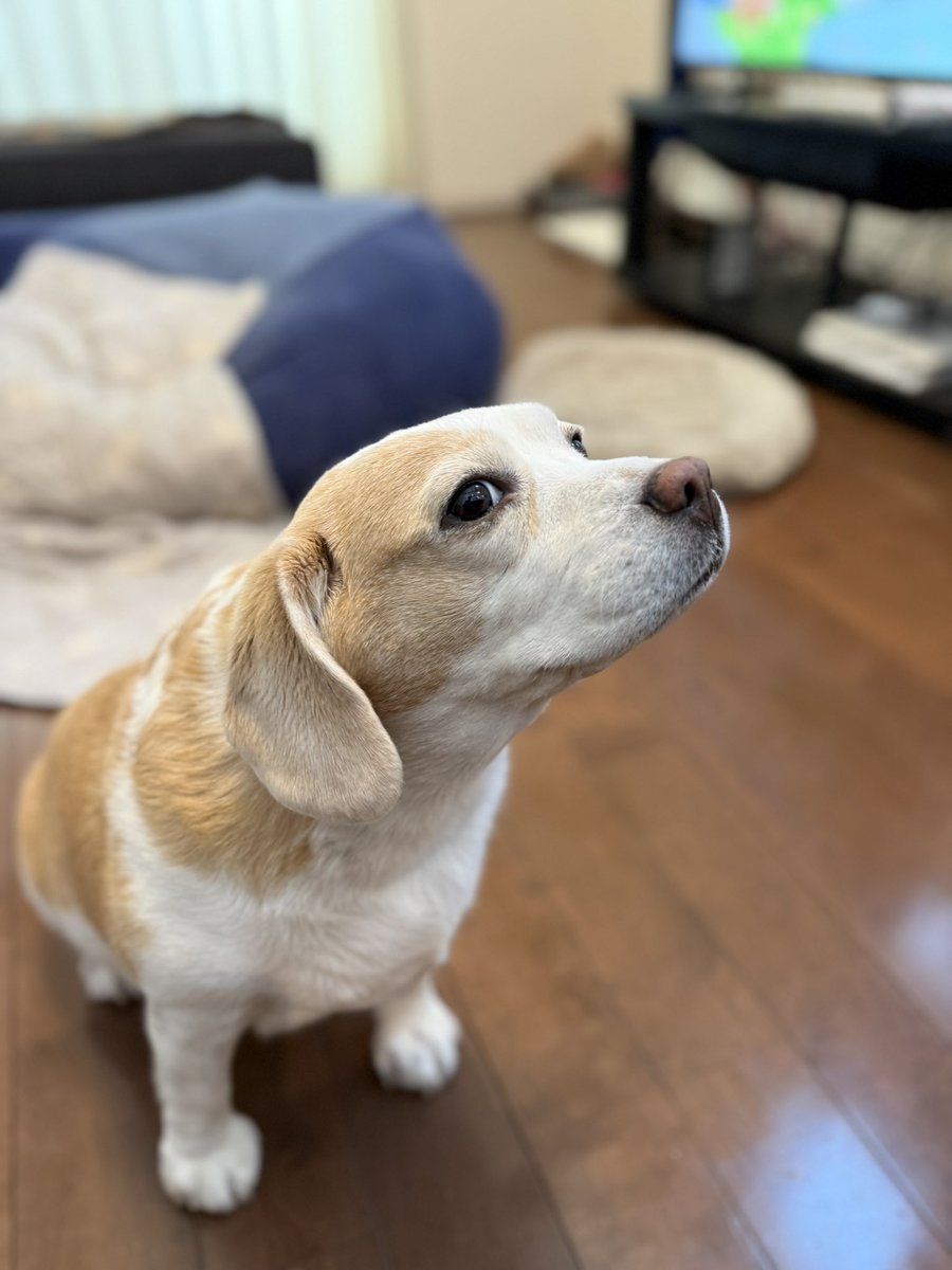 🐶♀リモーネ♀🐶 tweet media