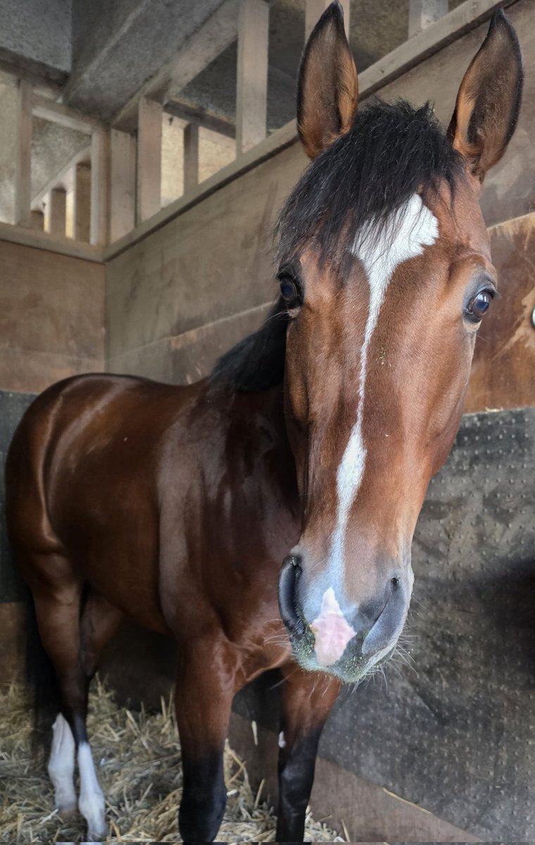 長友豊厩舎 tweet media