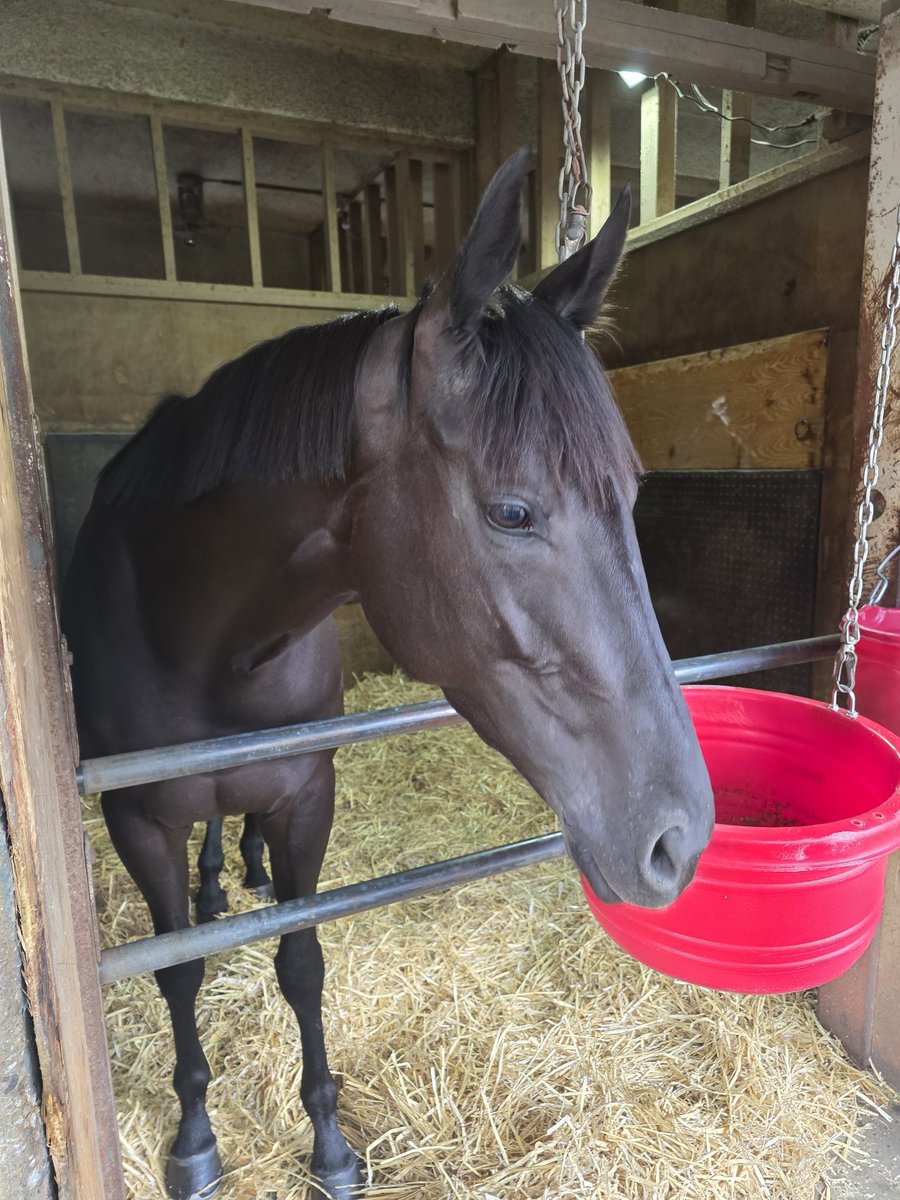 長友豊厩舎 tweet media