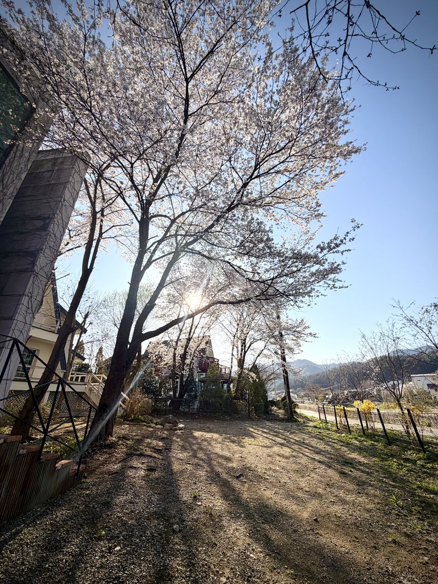 pansy garden🌸 tweet media