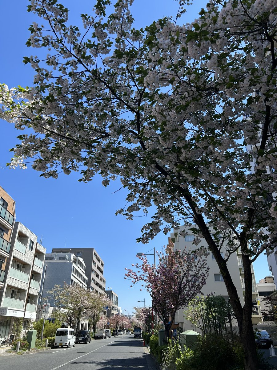 takuyayokoyama's tweet photo. iaku『粛々と運針』東京公演、本日初日です。朝は晴天。風が強くて桜がヒラヒラ散っていますが、三鷹でお待ちしています。（写真は桜新町です）

https://t.co/mVry8Mns1L

#iaku 
#粛々と運針 https://t.co/tzJGFlhrpC