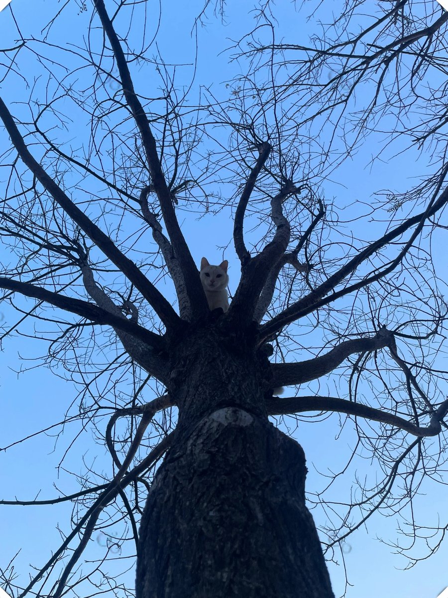 Tony Cheng tweet media