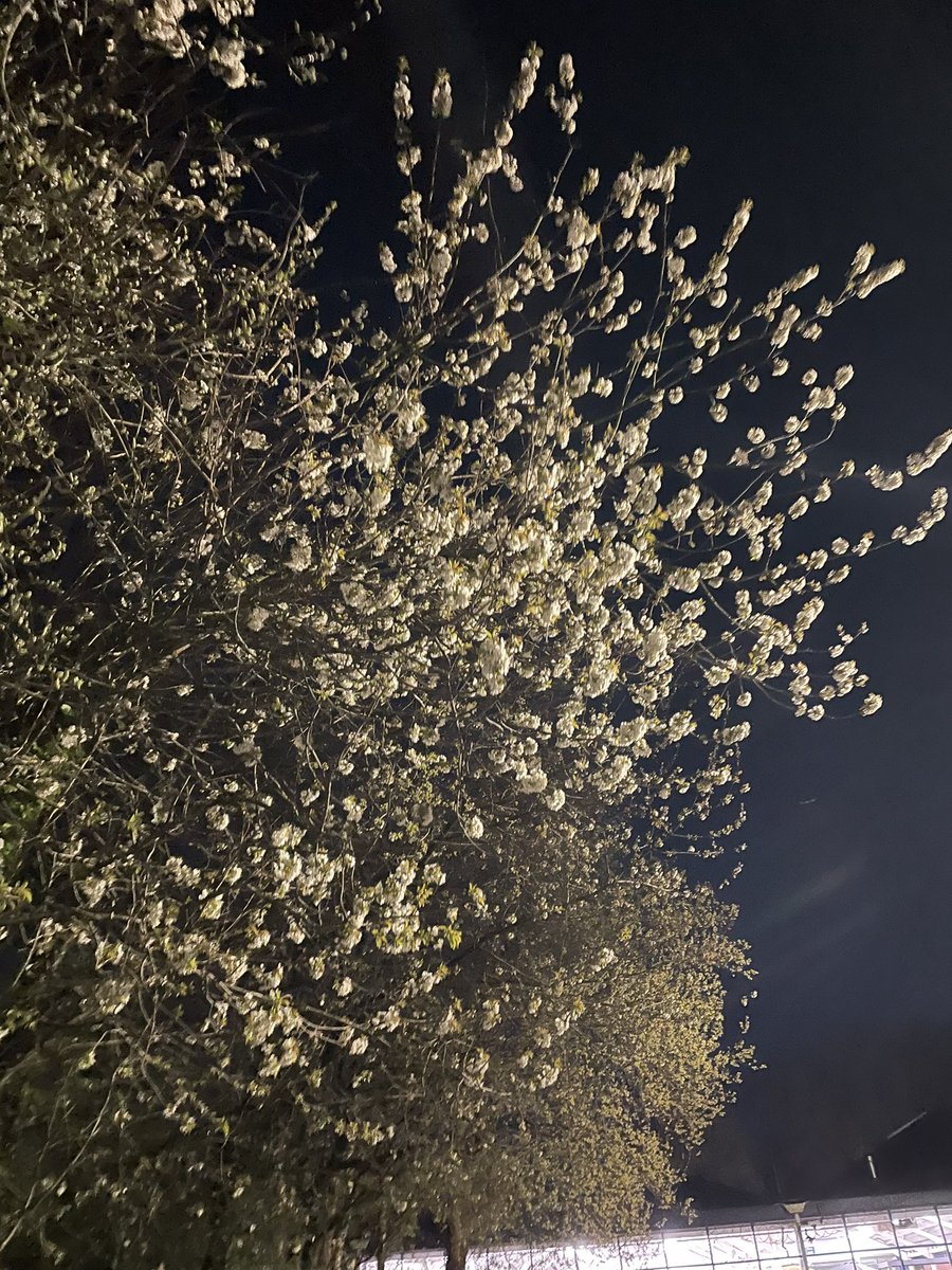 sdqintsgi's tweet image. there is Japan everywhere for those with eyes to see