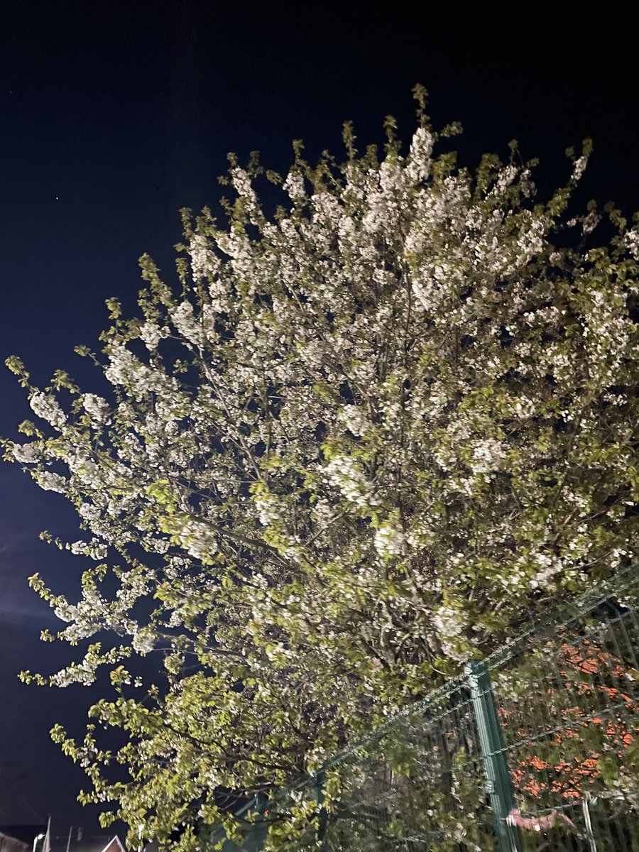 sdqintsgi's tweet image. there is Japan everywhere for those with eyes to see