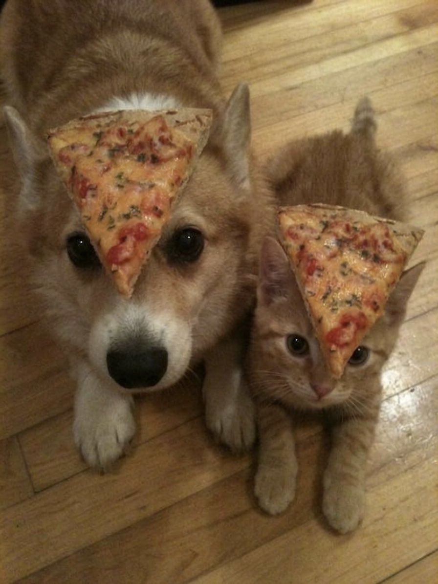 cat memes tweet media