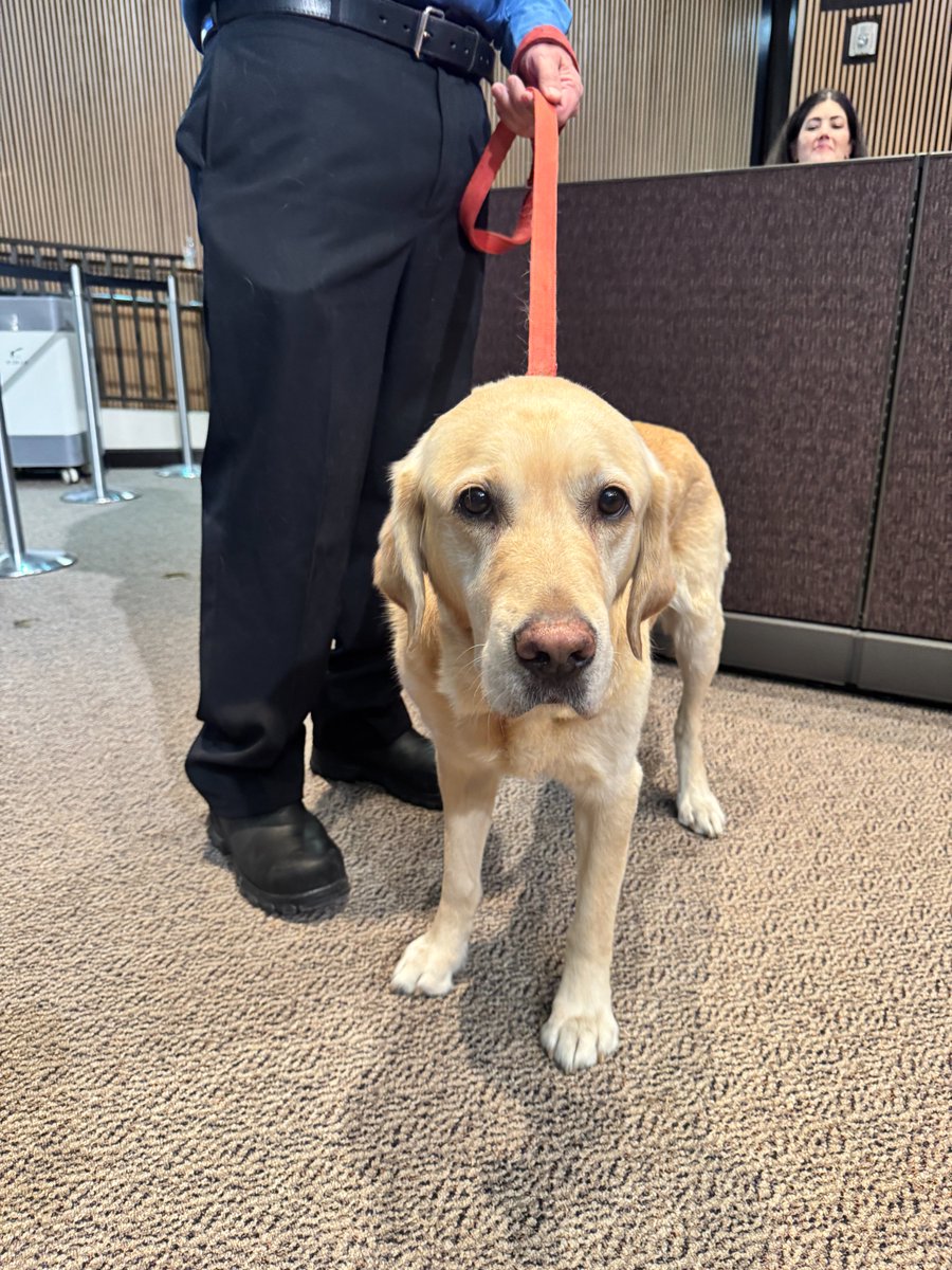 CityofPhoenixAZ's tweet photo. Tonight, the City voted to send Sonny off into retirement. This true 'good boy' has been an accelerant-detecting K9 for @PHXFire for years. Sonny's last day on the job will be May 29th. His longtime handler is adopting him. 🥰 https://t.co/aPObTmgwGA