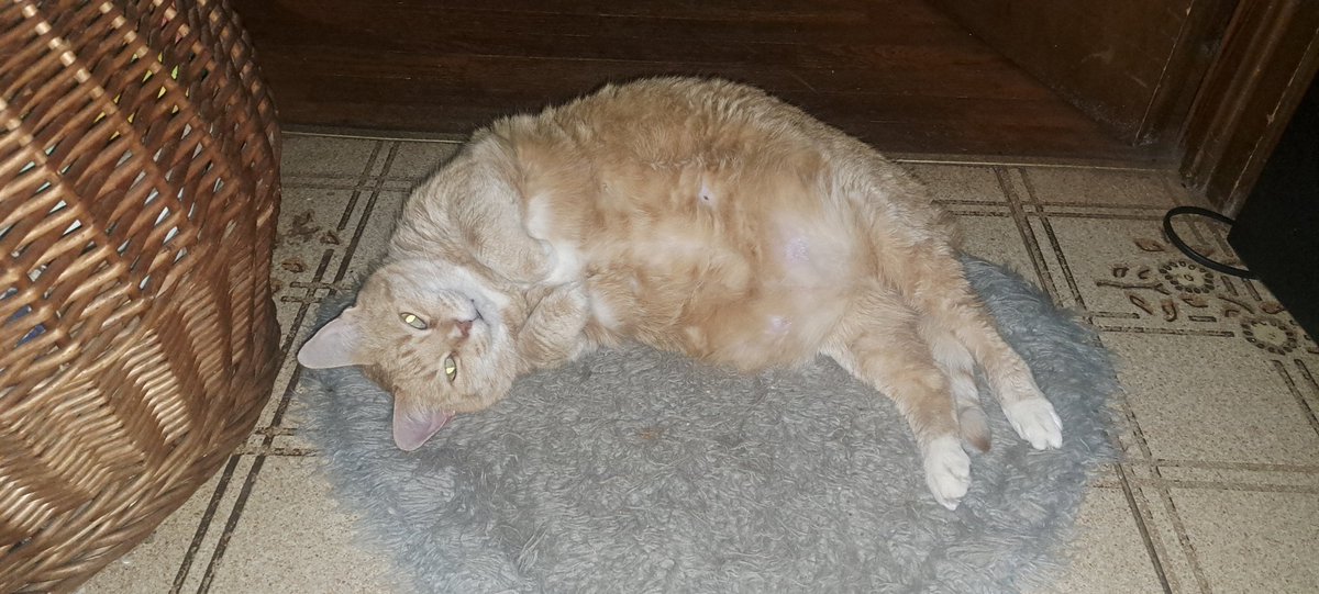 koolkittycats_'s tweet photo. Big Ole PussPuss is 16 years old! 
🐈😺🎂🥳🎉
Senior kitties are awesome 😎 
#cats #furryfriends #pusspuss #seniorcats #explore #foryou #FYP #CoolCats https://t.co/jx0OyWOyiT