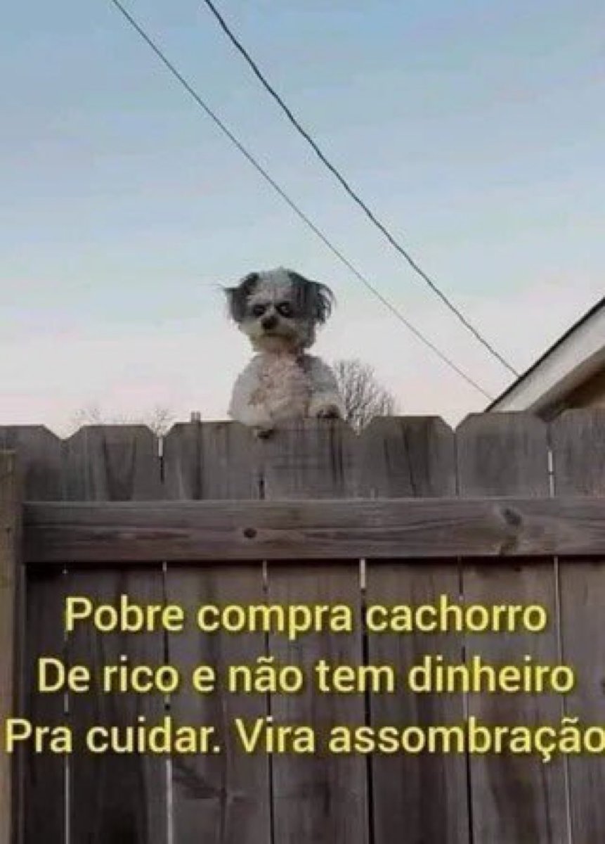 Sembolinha tweet media