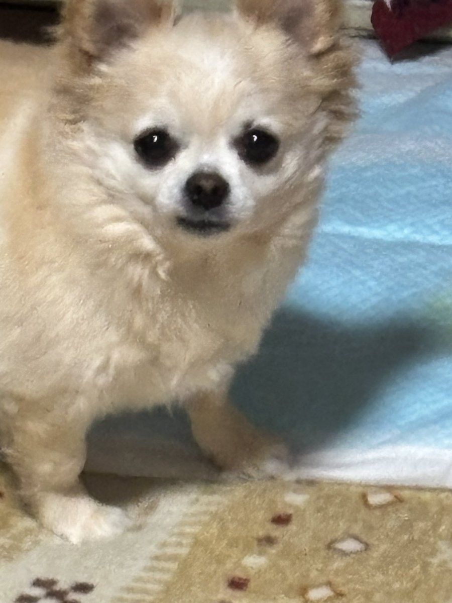 ココ隊長とチョコ隊員とラム隊員とソラくん‼️ソラくん（皆んなよろしくじょ〜） tweet media