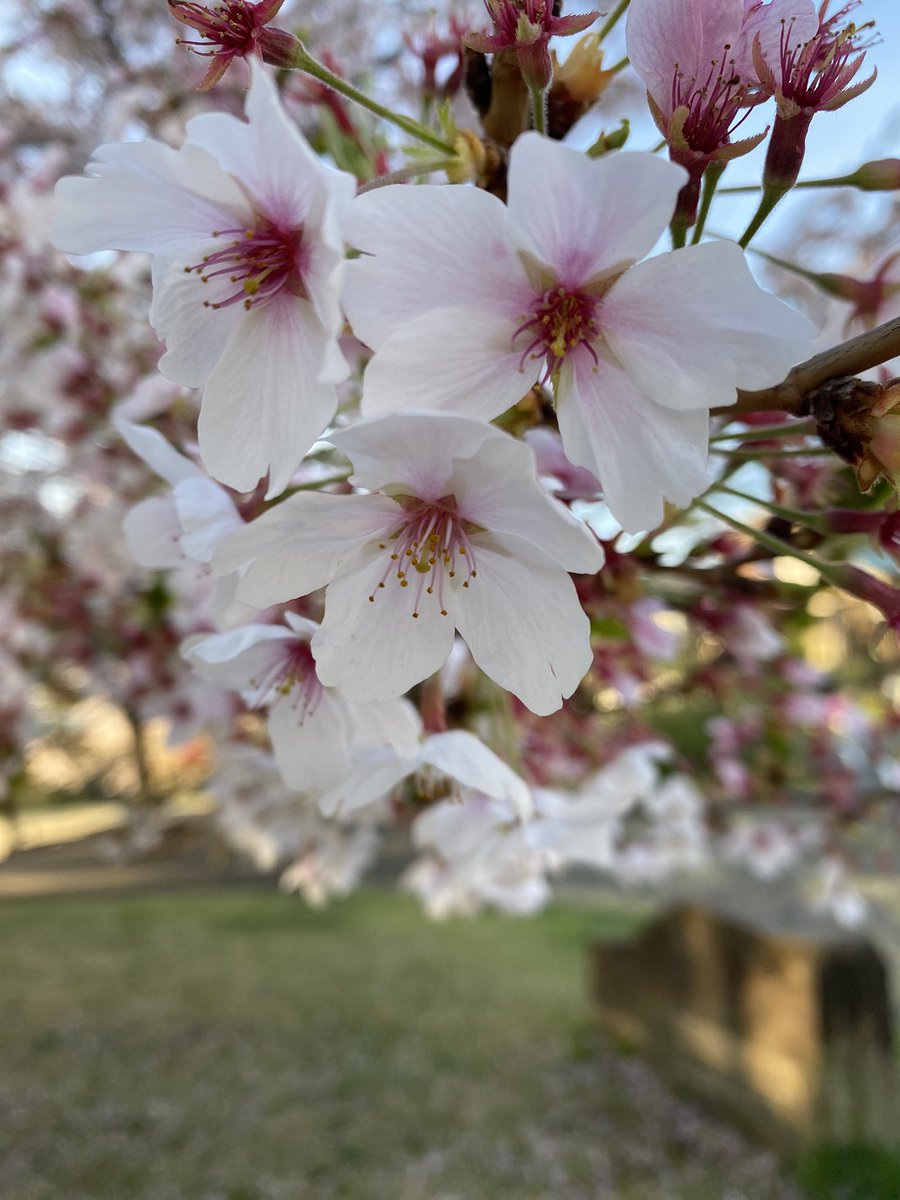 ちい🐌 tweet media