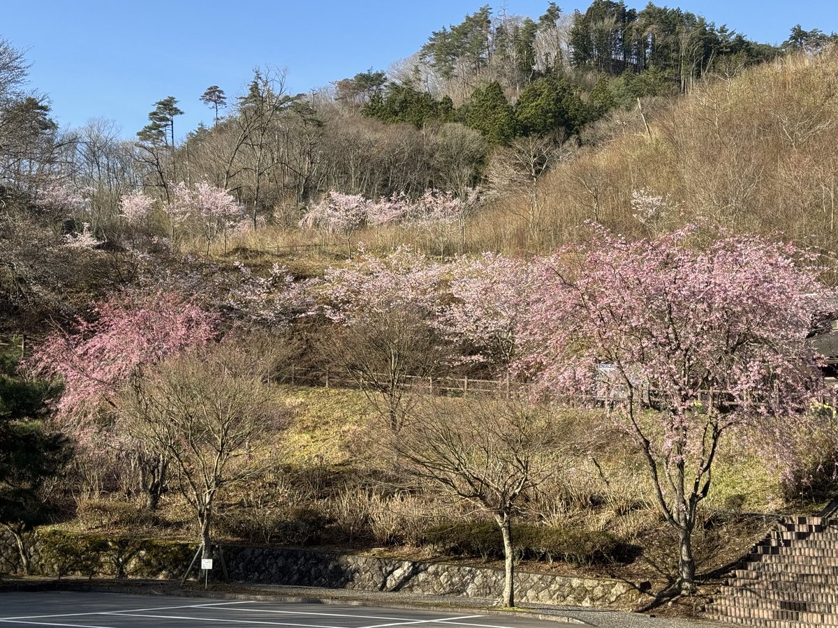 ka27779105's tweet photo. いっきに開花です(^^) https://t.co/IcWz3l5wNT