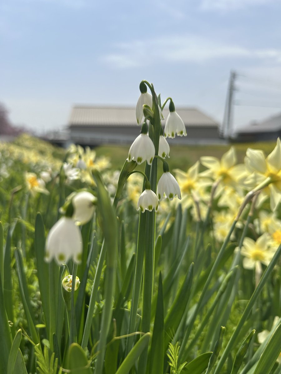 春華 🕊️ tweet media