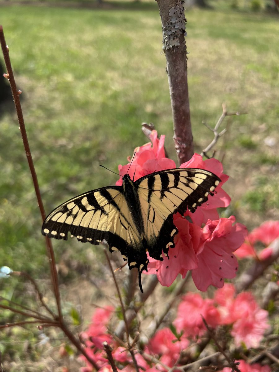 butterfly girl ཐི༏ཋྀ󠀮 tweet media