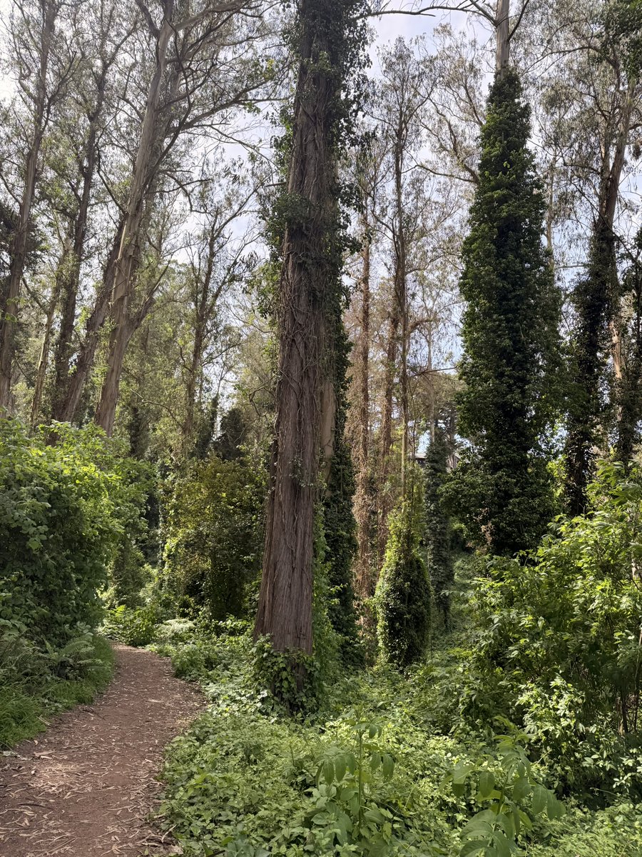 Venera Kate ❋ SF tweet media