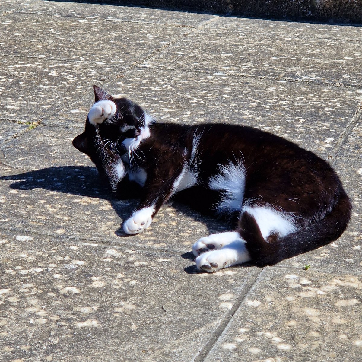 Judith Beilby and IOW Ambassacat Ozzy tweet media