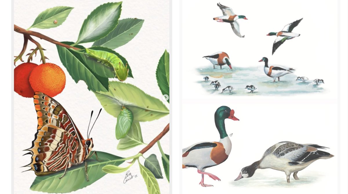 navarrotradmed's tweet photo. Curso en línea de ilustración científica (1.ª edición)

       «Ilustra cuaderno de campo»
       @EvaCarretAri @MiquelBaidal

@illustraciencia, 28 de abril, 5, 12, 19 y 26 de mayo.
Info: https://t.co/QYVBQPXWPz https://t.co/x2Ou8zijf8