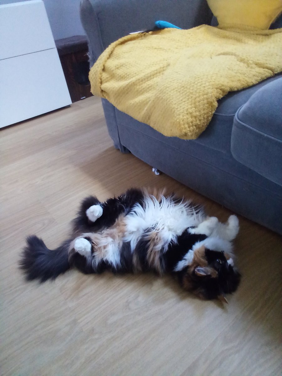 Lisa Clayton - Penny , Polly and Angel Snowball tweet media