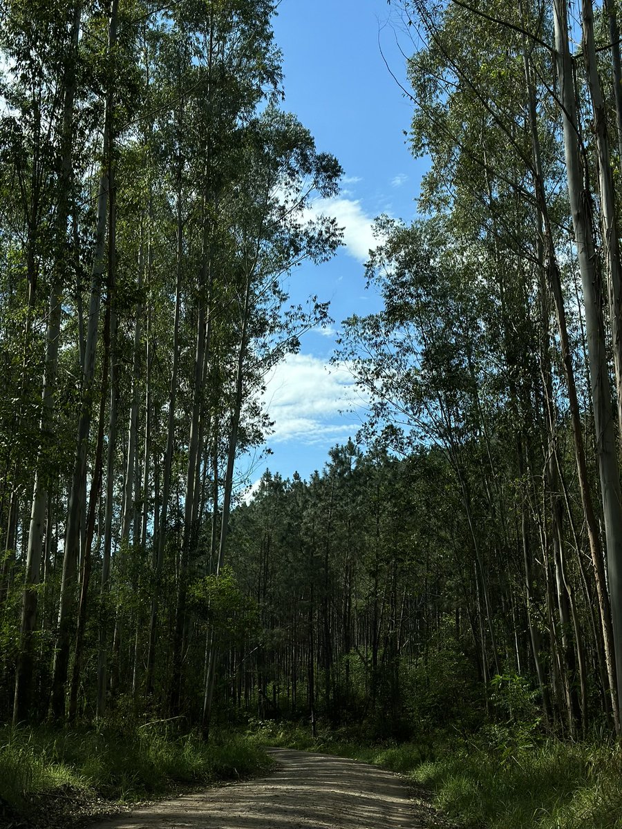 Francielle Dellamora tweet media