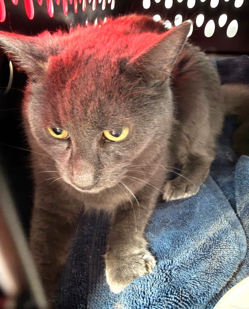 Renee' Martin tweet media