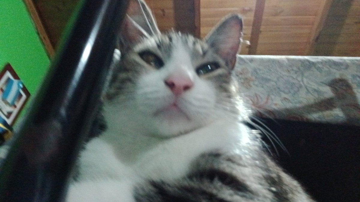 lud ✿. tweet media