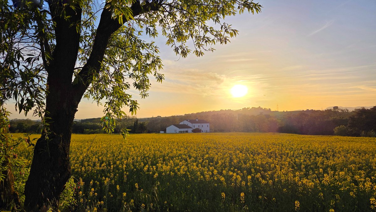 Jordi Rodoreda Rosàs tweet media