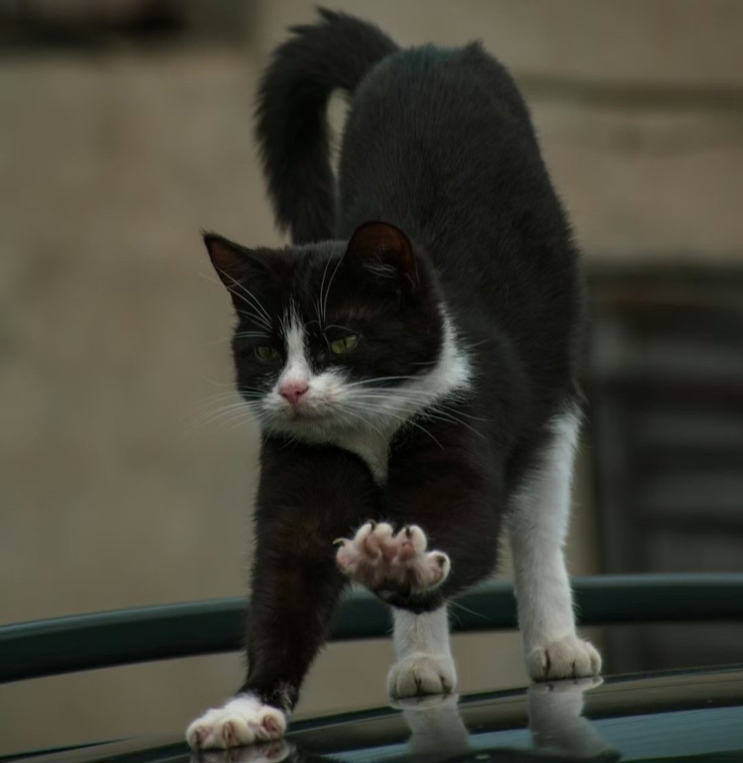 Gladstone 🇺🇦 tweet media