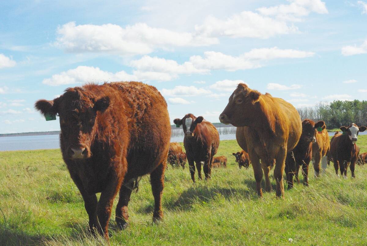 Canadian Cattlemen tweet media