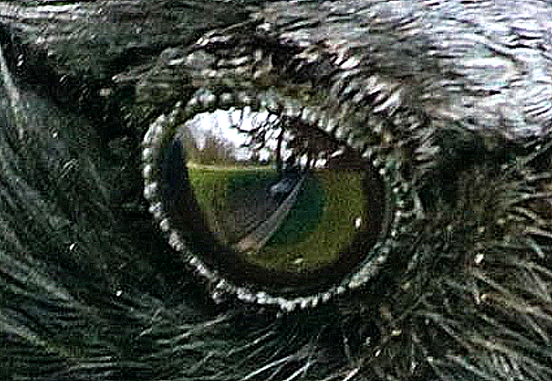 Bunk Strutts tweet media