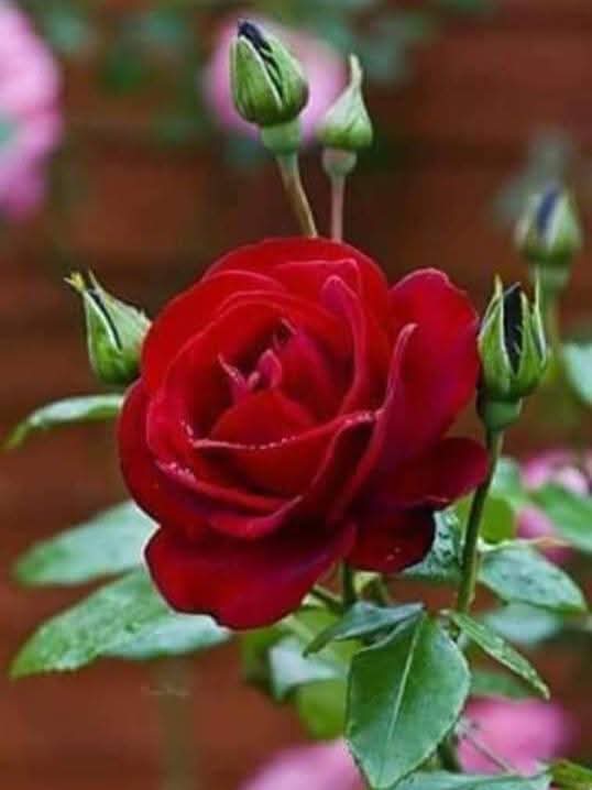 Melek🇹🇷🇹🇷Zübeyde🇹🇷 tweet media